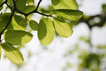 Obraz premium 나뭇잎