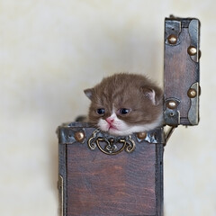 Britisch Kurzhaar Katzenbaby in einer Truhe