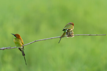 Three green bee-eater (Merops orientalis) sitting on the branch.Beautiful small bird on the tree and green background.