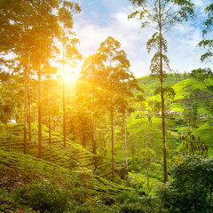 Tea plantation on the slopes of the mountains and a beautiful sun rise. Sri Lanka