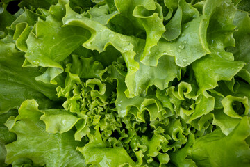 Close up of fresh green letuce with water drops. Green salad lettuce for healthy life style