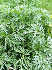 Wormwood bush grows on a lawn
