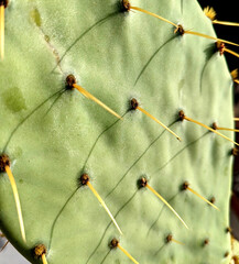 Closeup of a green Eastern prickly pear cactus with yellow thorns