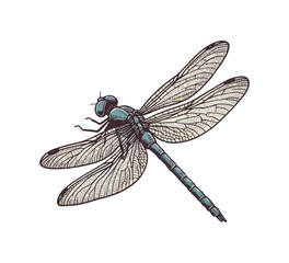 Dragonfly hand drawn vector illustration