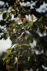 white wagtail on a branch
