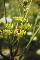 ladybug on a yellow flower