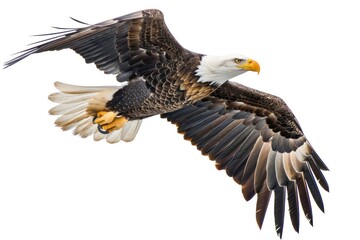 Flying bird animal eagle.