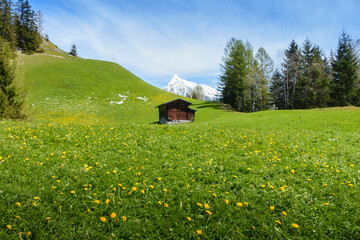 Ein altes Holzhaus auf einer blühenden Bergwiese mit verschneiten Berg im Hintergrund