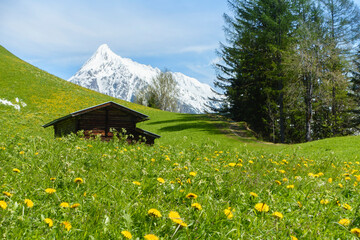 Ein altes Holzhaus auf einer blühenden Bergwiese mit verschneiten Berg im Hintergrund