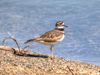Kildeer at the edge of water