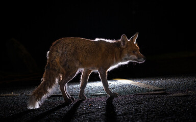 Urban fox of the prowl