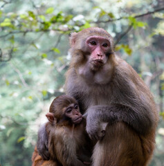 Wild monkey mother with baby monkey