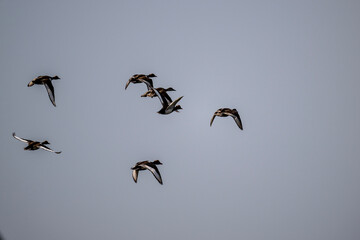 a flock of ducks on a spring lake looking for food on a sunny day