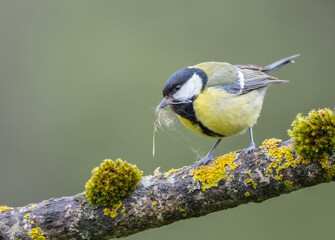 Great tit in spring at a wet forest