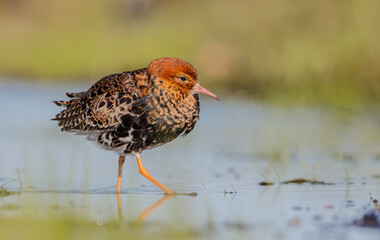 Ruff - male bird at a wetland on the mating season in spring