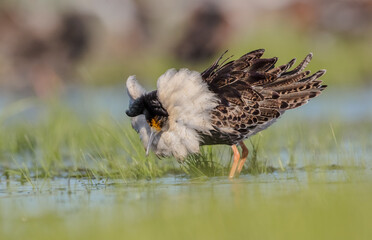 Ruff - male bird at a wetland on the mating season in spring