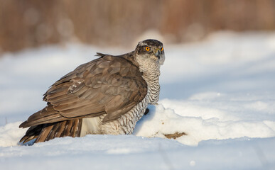 Northern Goshawk - adult bird at a wet forest in winter