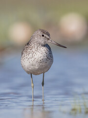 Common Greenshank feeding at a wetland in spring on a migration way