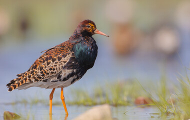 Ruff - male bird at a wetland on the mating season in spring