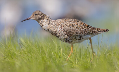 Ruff - male bird at a wetland on the mating season in spring