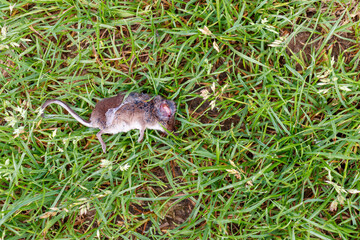Dead Field Mouse in Garden Grass
