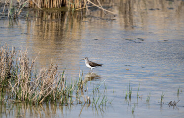 gray sandpiper on a spring lake looking for food on a sunny day