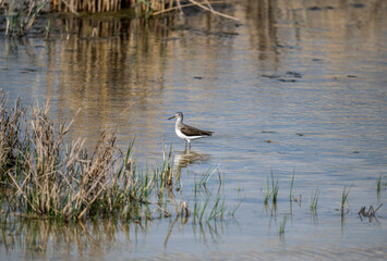 gray sandpiper on a spring lake looking for food on a sunny day