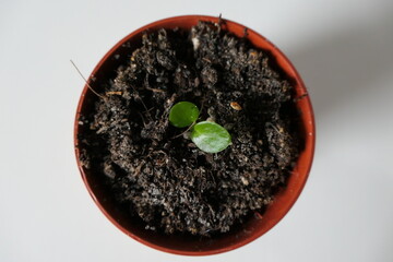 Sprout of a ufo plant - pilea peperomioides