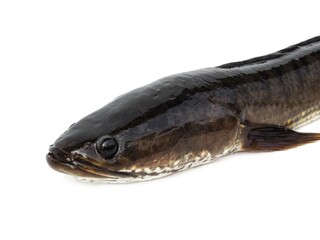Macro close-up photography Large snakehead fish, fresh, not dead, isolated on white background.	