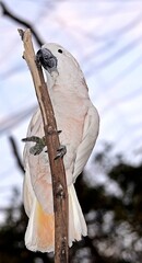 white cockatoo parrot  on a branch close up