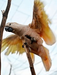 cockatoo parrot above to fly and open features closeup