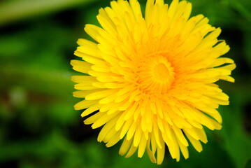 Yellow Dandelion Flower