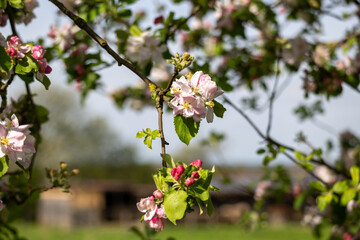 Spring blossom apple tree in fruit orchard
