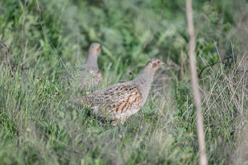 gray partridge went out to have breakfast on a sunny spring morning in the steppe of Kalmykia