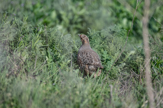 gray partridge went out to have breakfast on a sunny spring morning in the steppe of Kalmykia