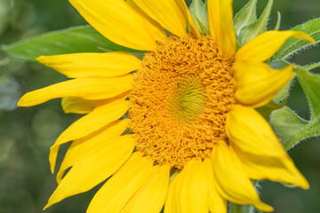 Macro image of a flower with bright yellow petals.