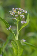 Closeup of the delicate small flowers of Sweet Alyssum.