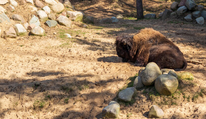 Close up shot of the bison. Animals