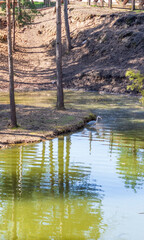 Close up shot of a heron on the beach. Wildlife