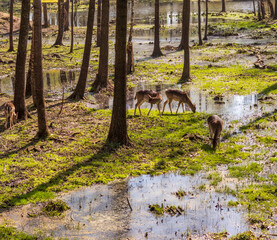 Close up shot of the bison. Animals