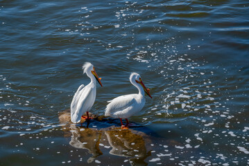 Close-up Of American White Pelicans On The Rocks At The Fox River Rapids In De Pere, Wisconsin, During Spring Migration
