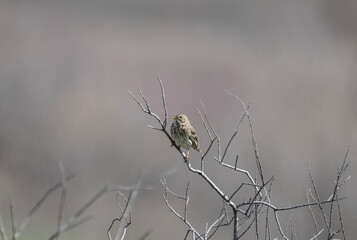inconspicuous bird bunting in natural conditions on a spring day