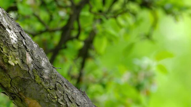 Eurasian Nuthatch takes the seeds on the tree (Sitta Europaea) - (4K)