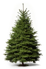Bigger christmas tree plant pine fir.