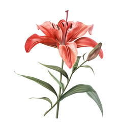 Clipart illustration a lily on white background. Suitable for crafting and digital design projects.[A-0003]