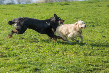 Hovawart black and gold Hovie dog hovawart together they play with a retriever