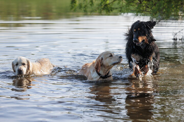 golden retriever swims with male hovawart
