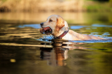 golden retriever swims back with fetch