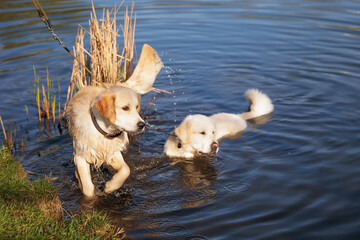 golden retrievers swims in the pond
