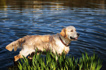 golden retriever standing in the water in the pond